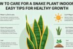 how to care for a snake plant indoors