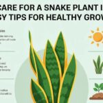 how to care for a snake plant indoors