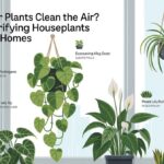 What Indoor Plants Clean the Air