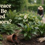 Can Peace Lilies Be Planted Outdoors?
