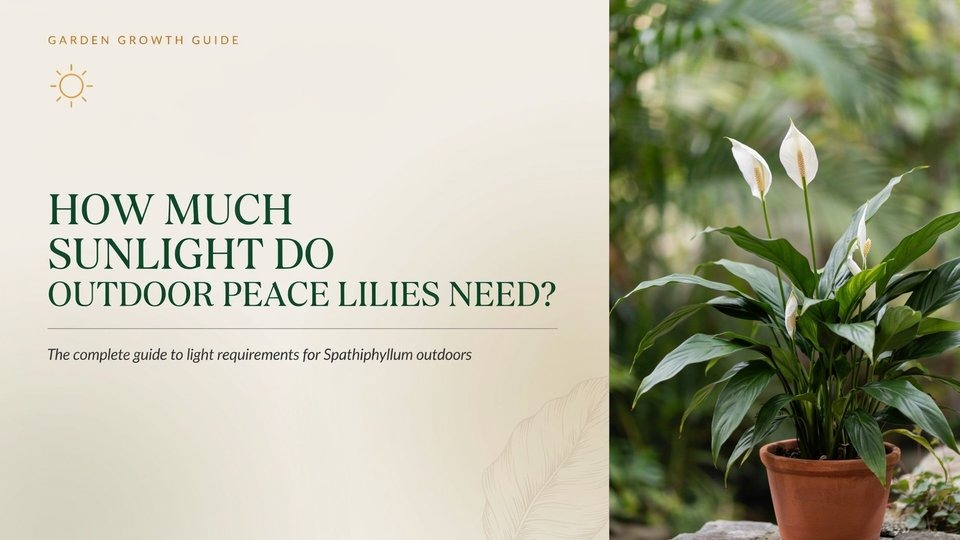 How Much Sunlight Do Outdoor