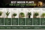 Best Indoor Plants for a Low Light Bedroom